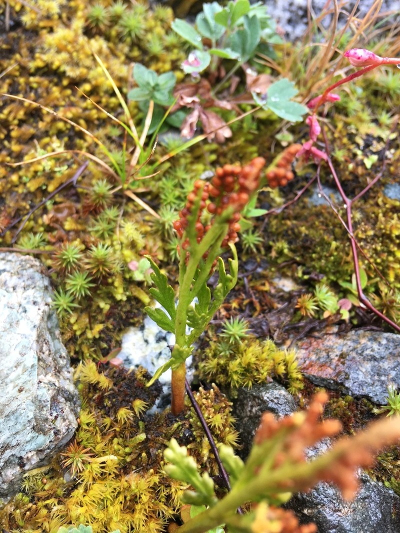 Botrychium rubellum photo 3