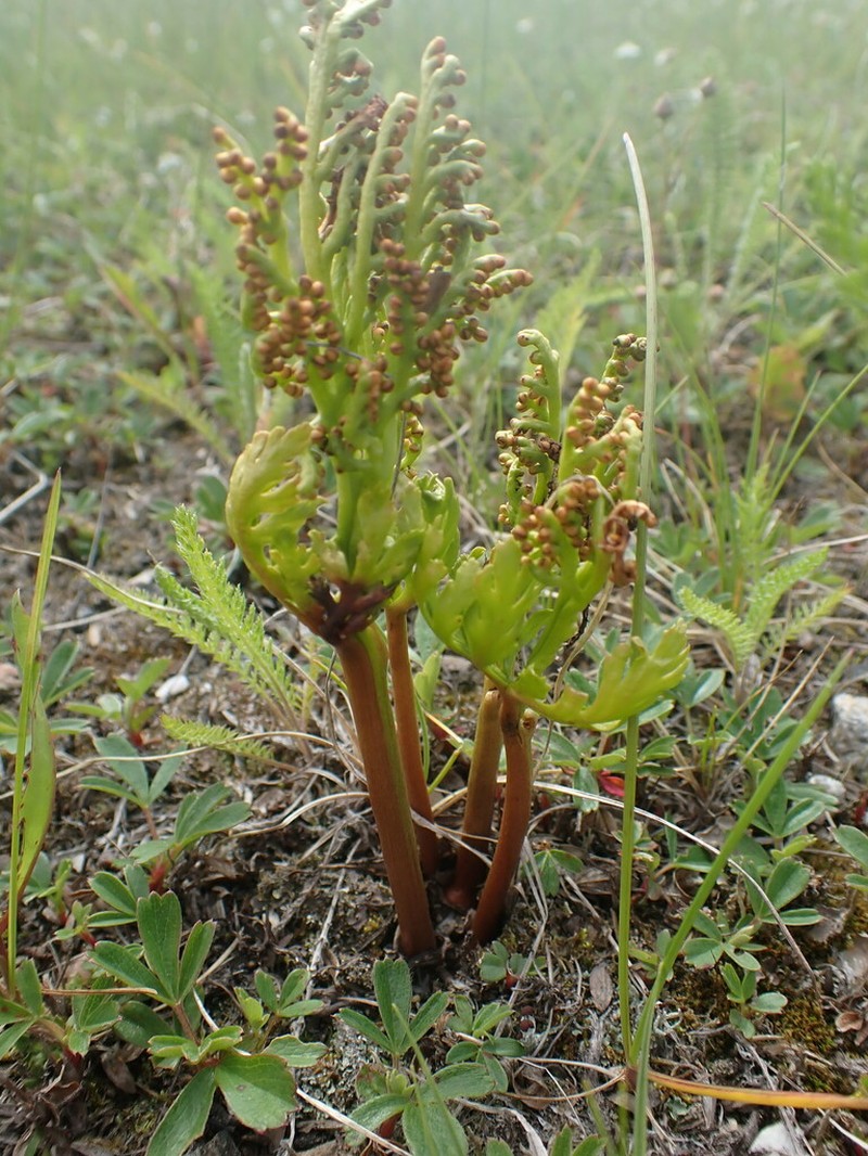Botrychium rubellum photo 4