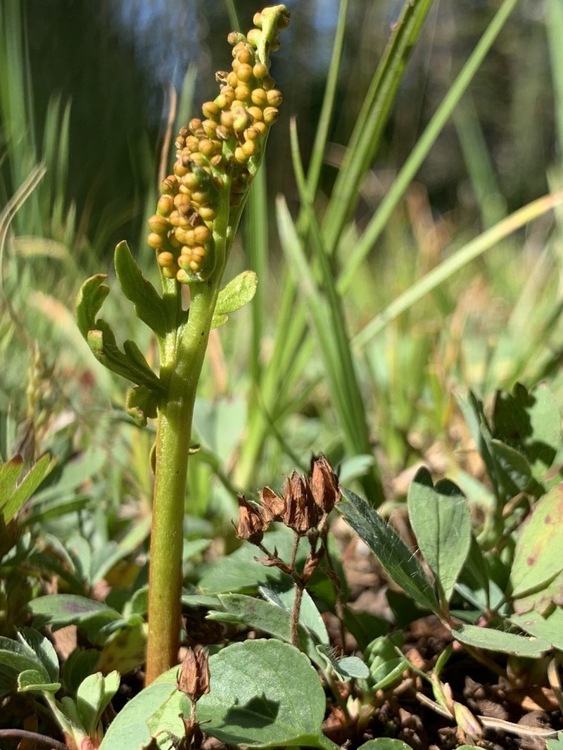 Botrychium rubellum photo 5