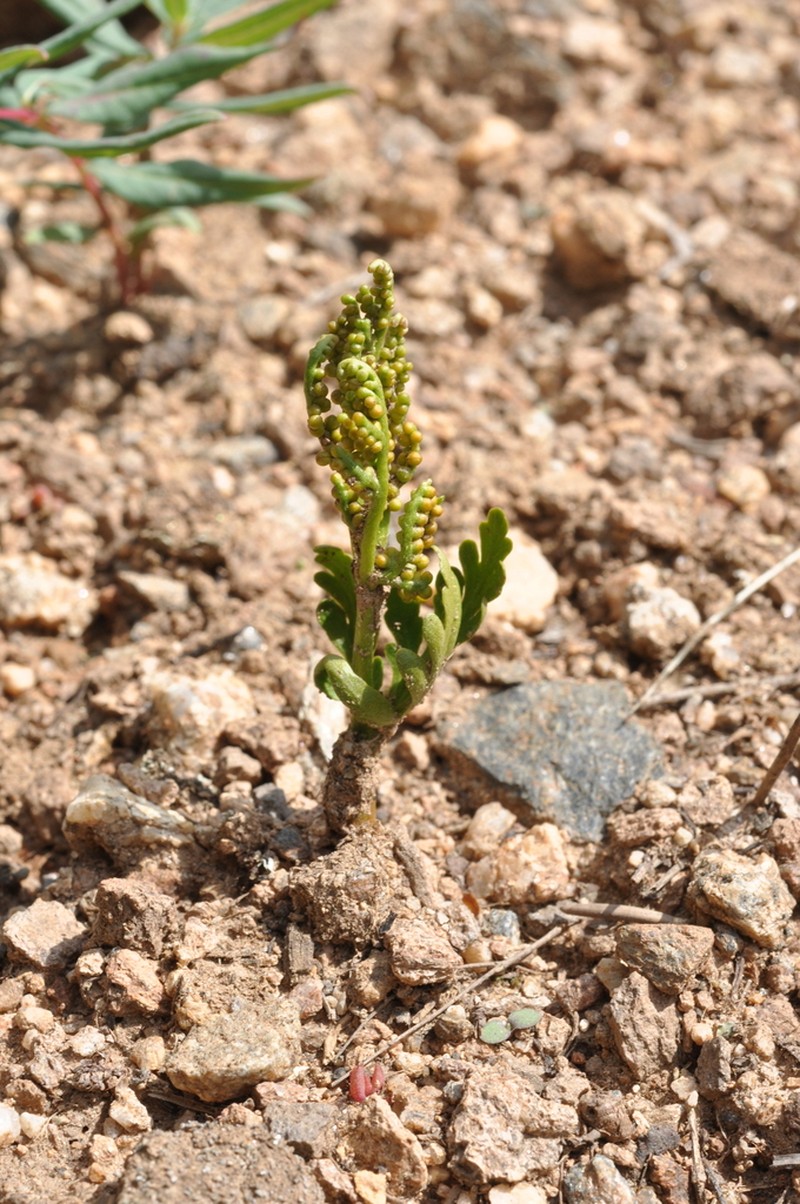 Botrychium rubellum photo 6