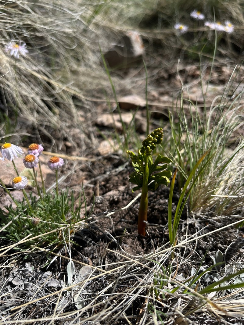Botrychium rubellum photo 7