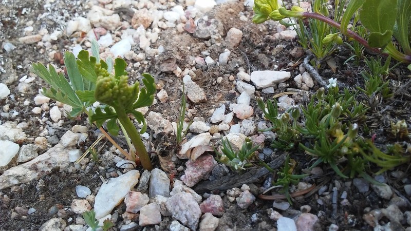 Botrychium rubellum photo 8