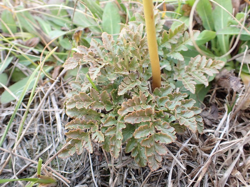 Ternate Grapefern photo 2