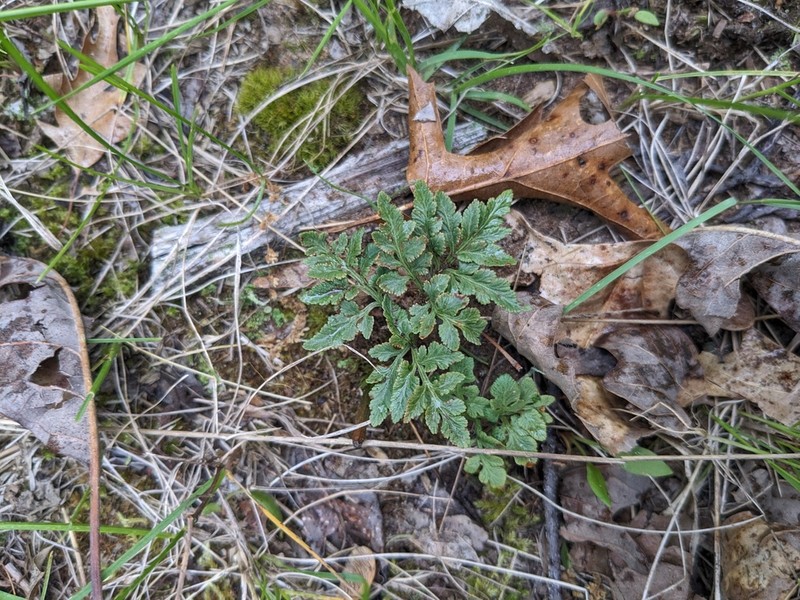Ternate Grapefern photo 3