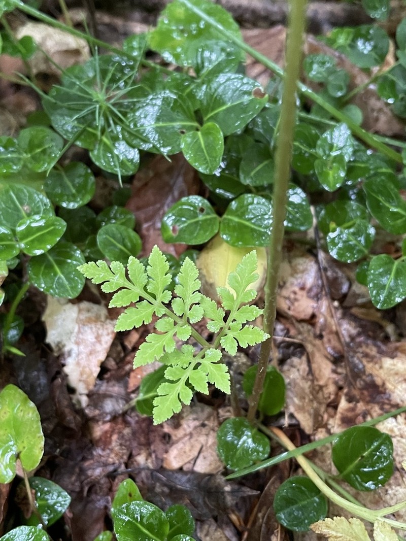 Ternate Grapefern photo 4