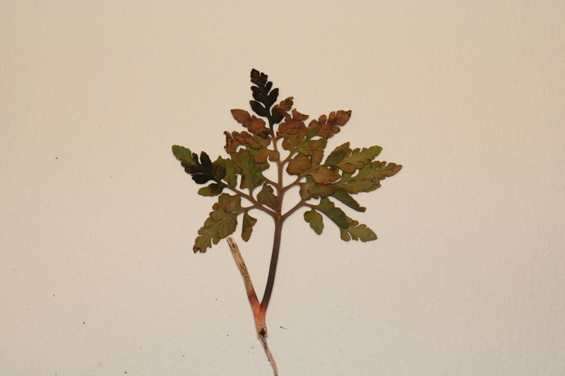 Ternate Grapefern photo 5