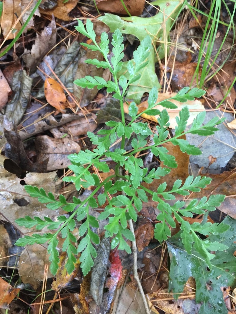 Ternate Grapefern photo 6