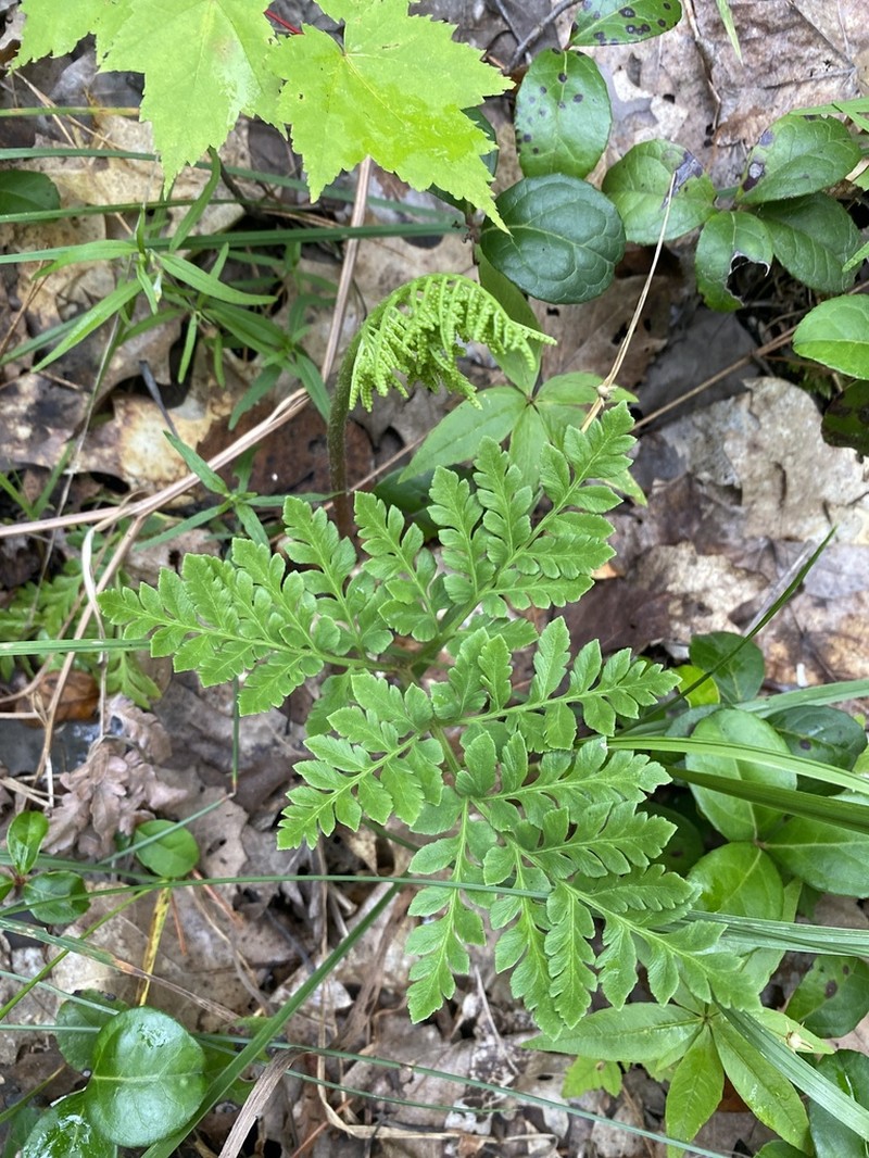 Ternate Grapefern photo 7