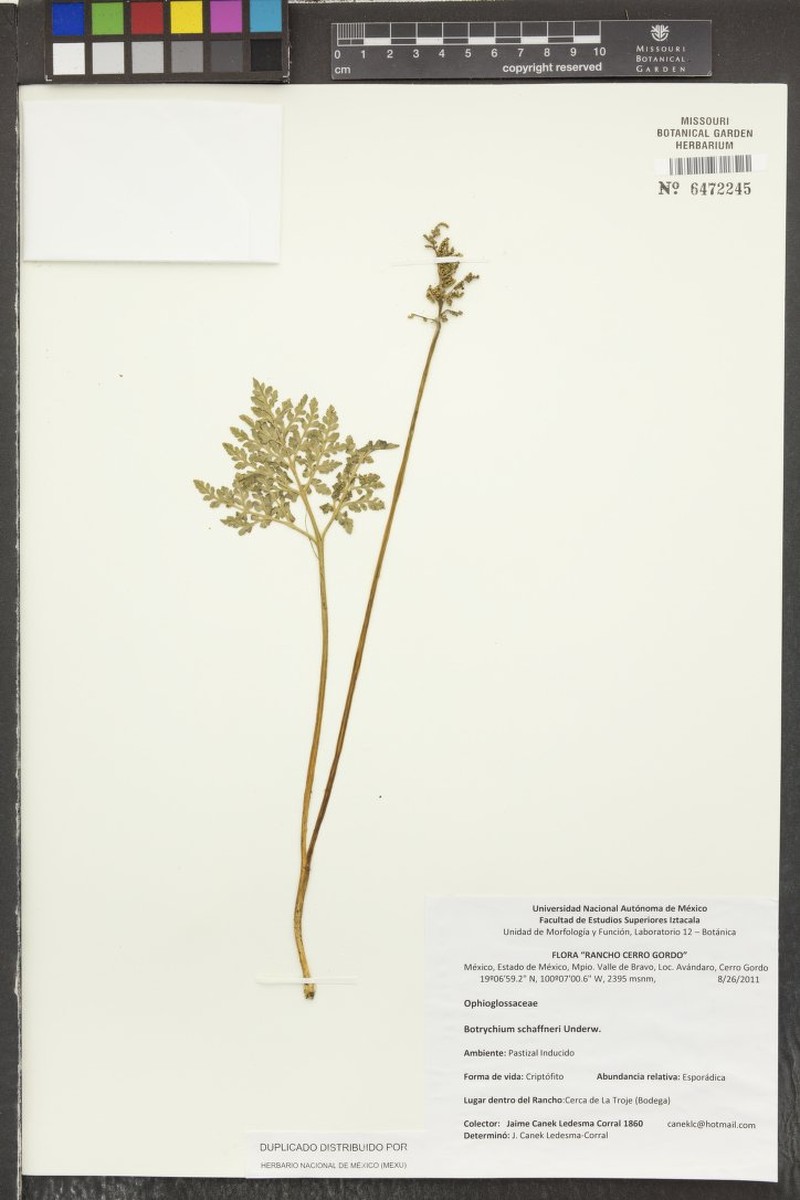 Botrychium schaffneri