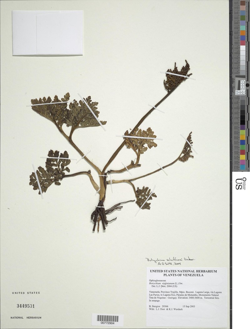 Botrychium schaffneri photo 2