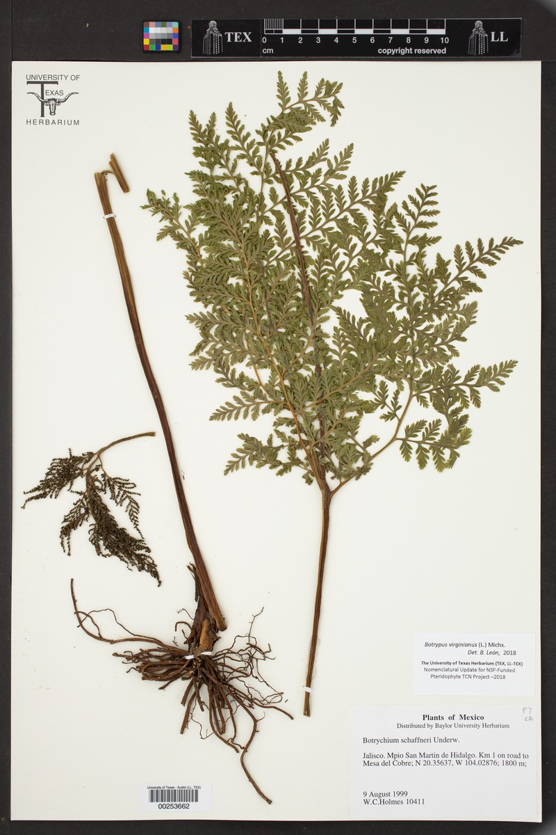 Botrychium schaffneri photo 3