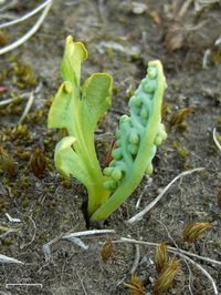 Little Grapefern