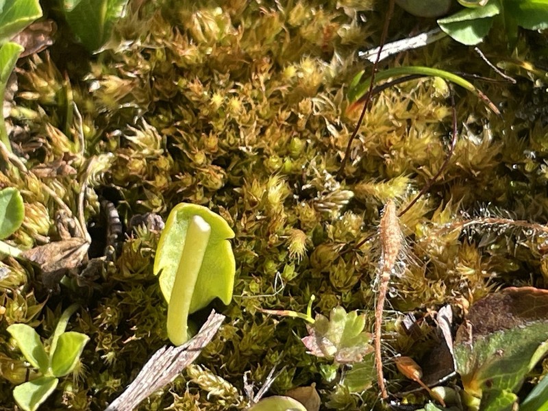 Little Grapefern photo 2
