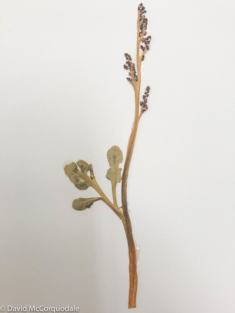 Little Grapefern photo 4