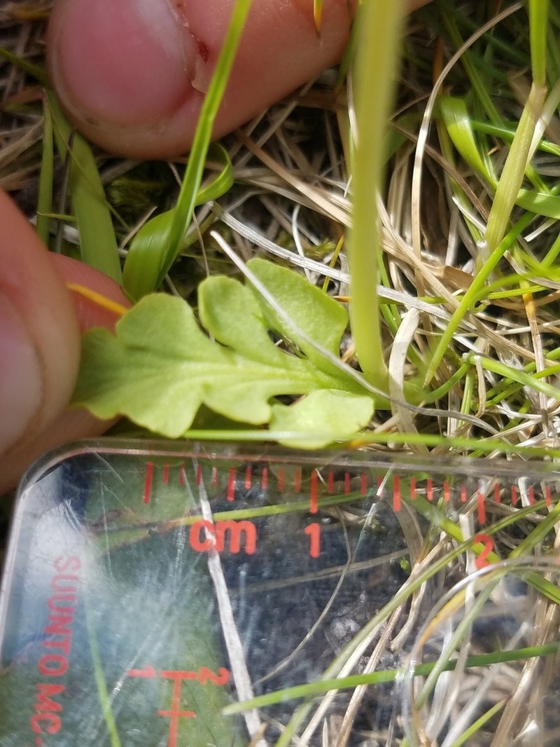 Little Grapefern photo 5