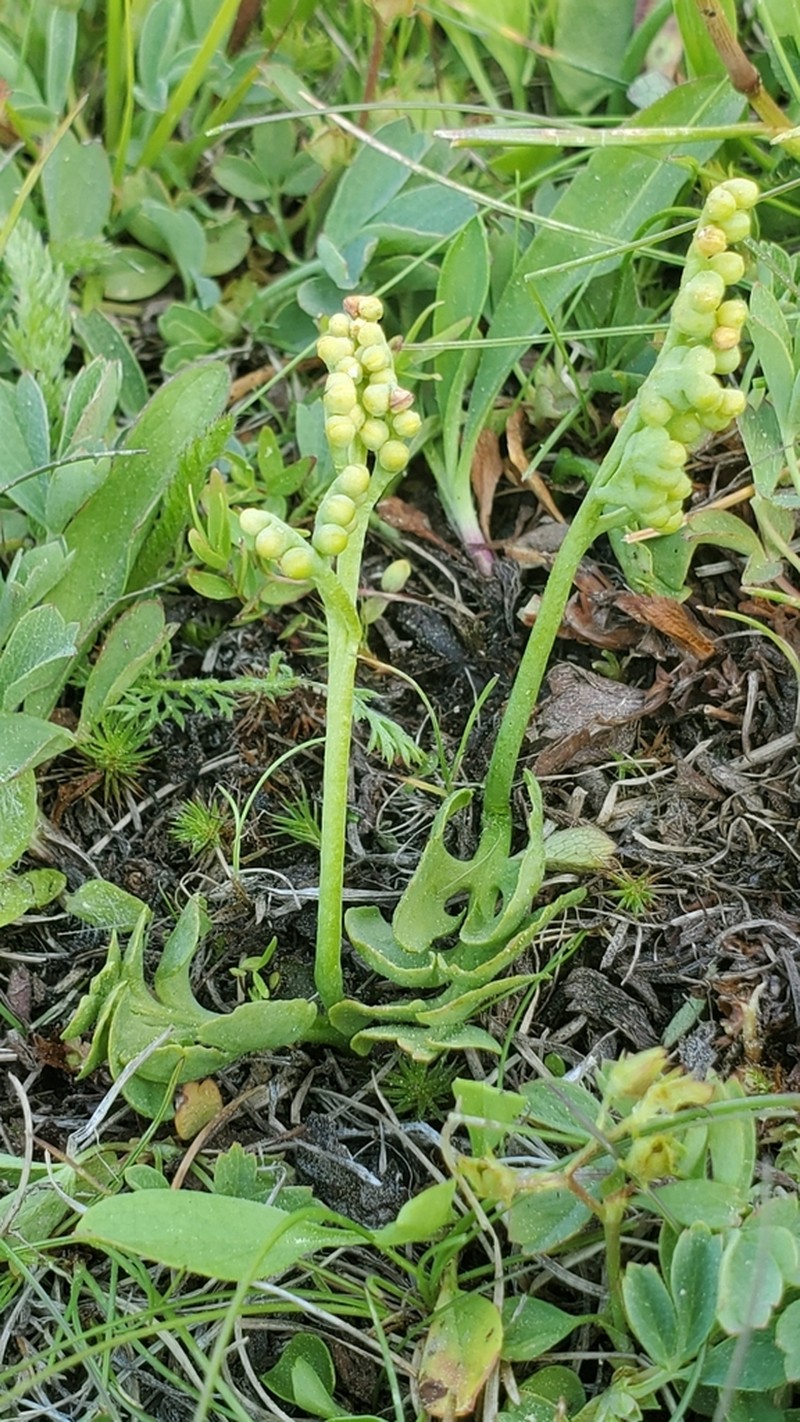 Little Grapefern photo 6