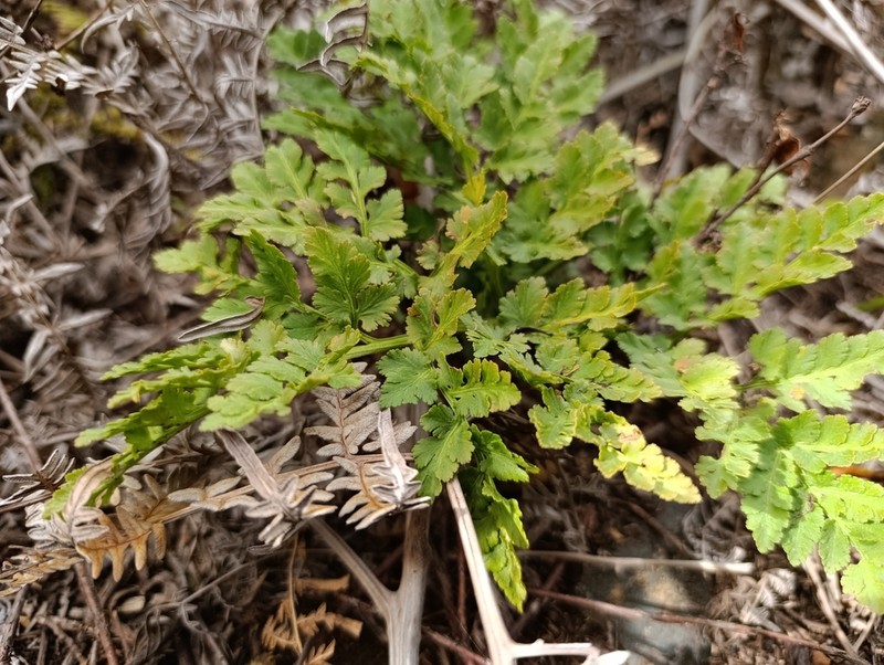 Botrychium socorrense photo 2