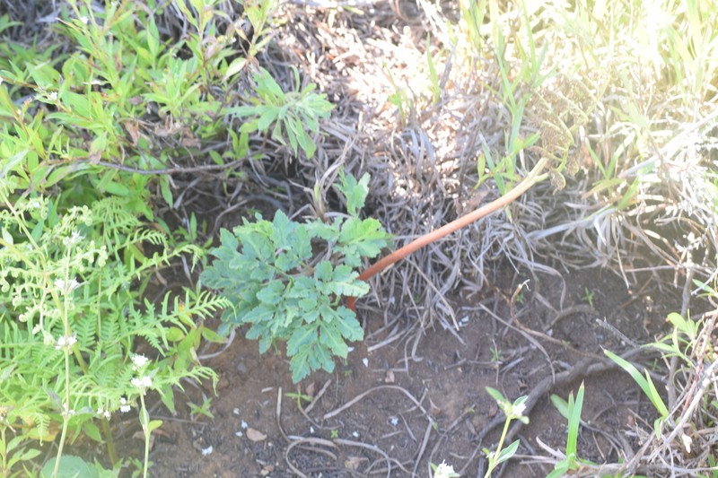 Botrychium socorrense photo 3