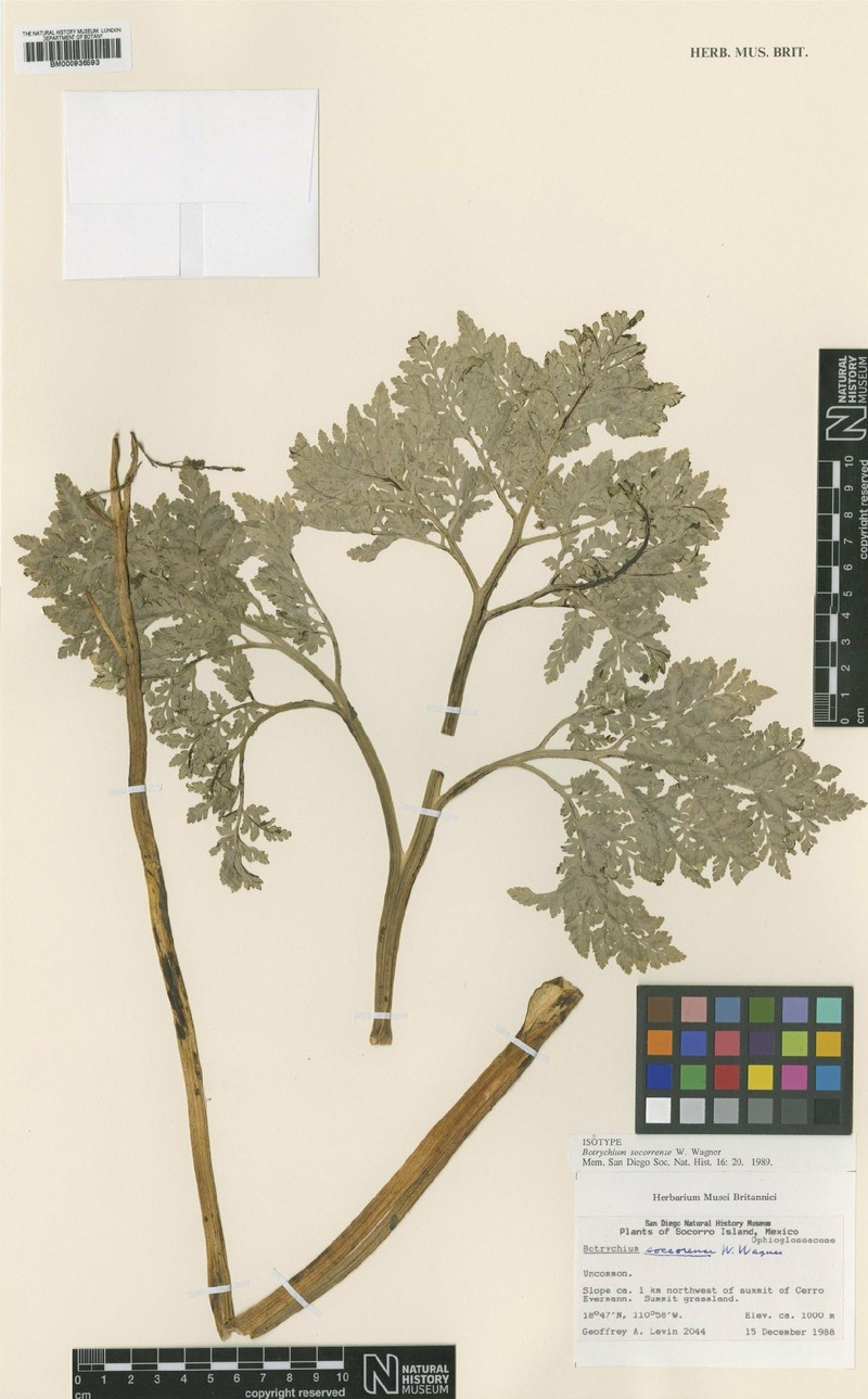 Botrychium socorrense photo 4