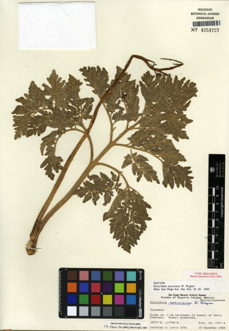 Botrychium socorrense photo 5