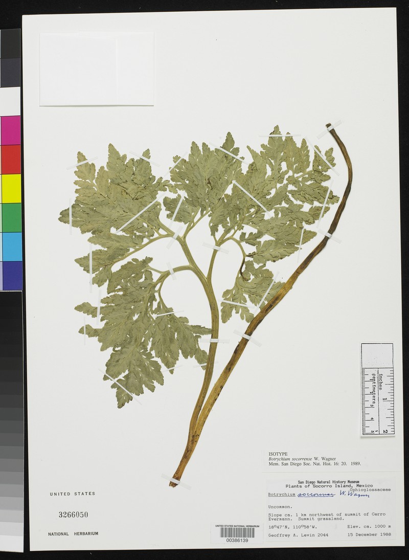 Botrychium socorrense