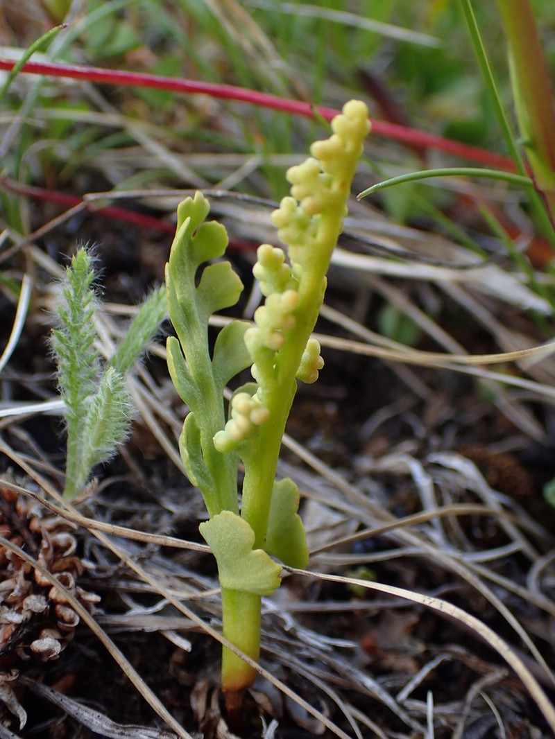 Spathulate Botrychium photo 2