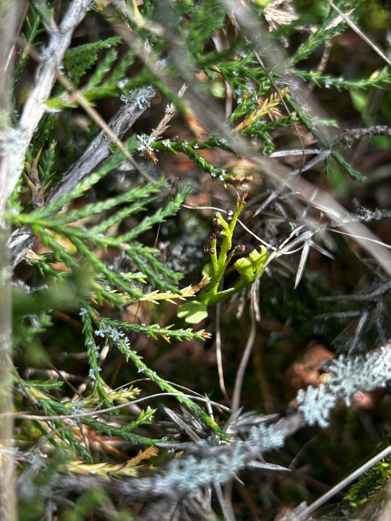 Spathulate Botrychium photo 3