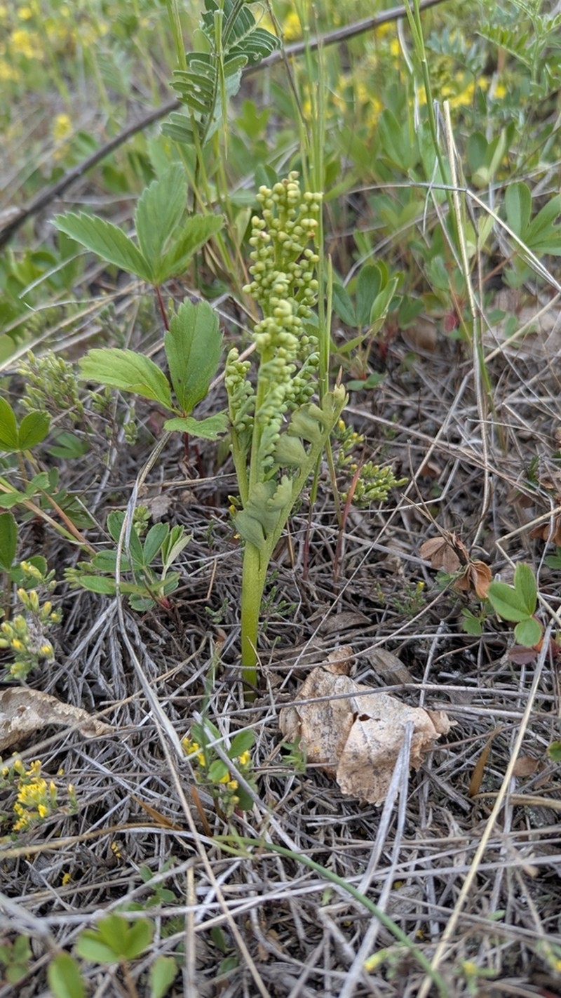 Spathulate Botrychium photo 4