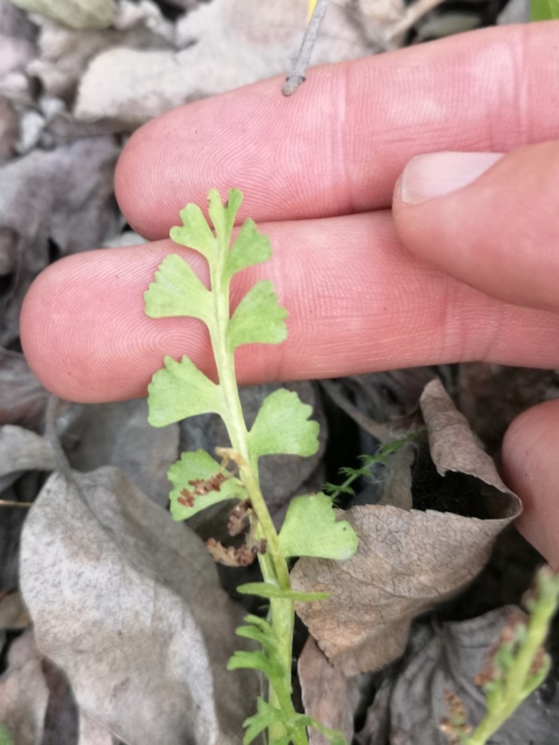 Spathulate Botrychium photo 5