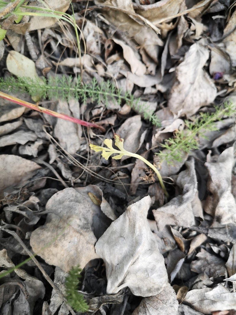 Spathulate Botrychium photo 6