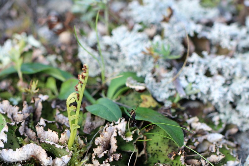 Spathulate Botrychium photo 7