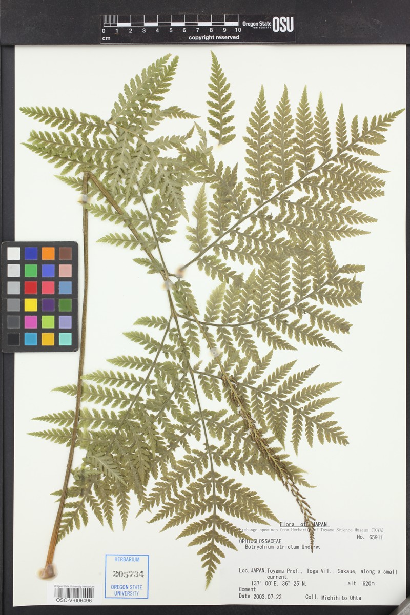 Botrychium strictum photo 2