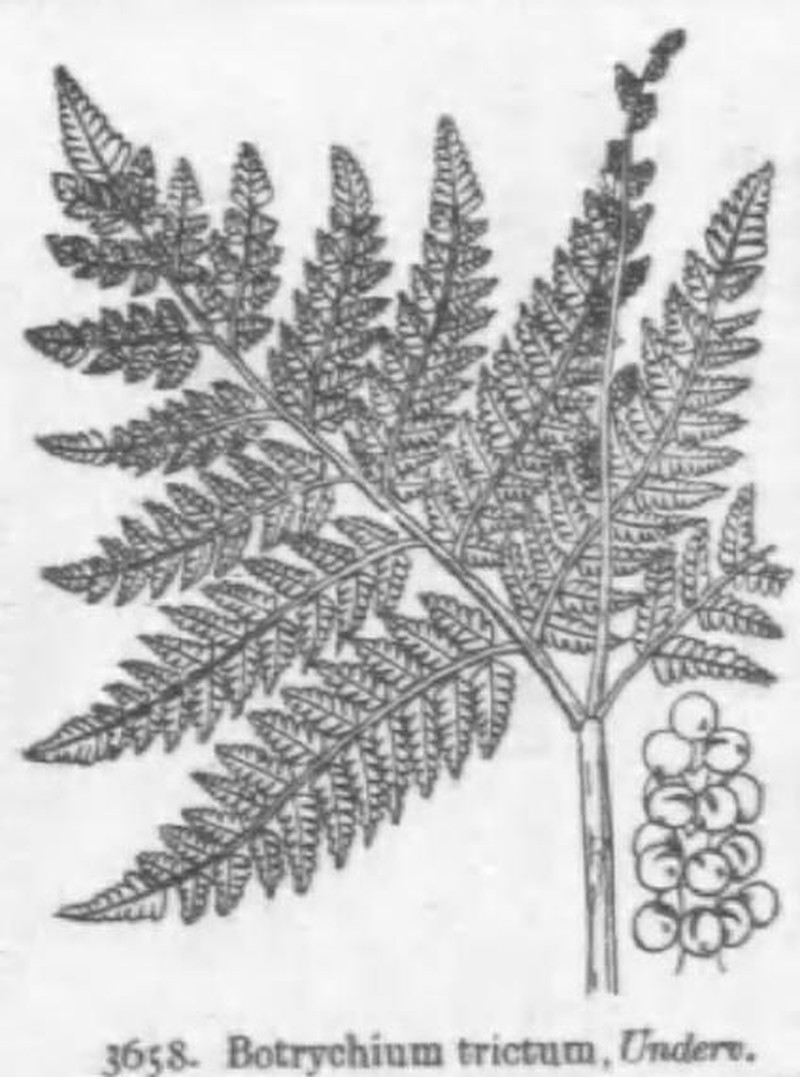 Botrychium strictum