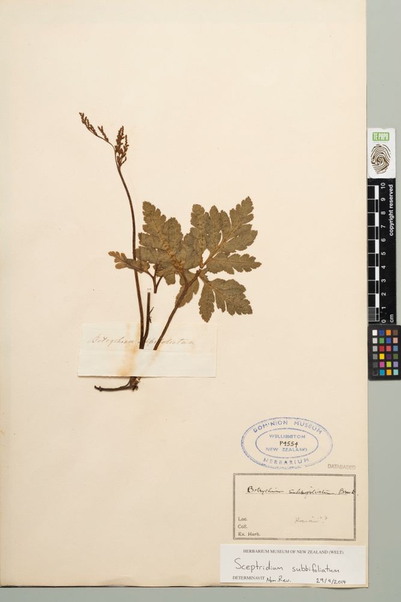 Island Grapefern