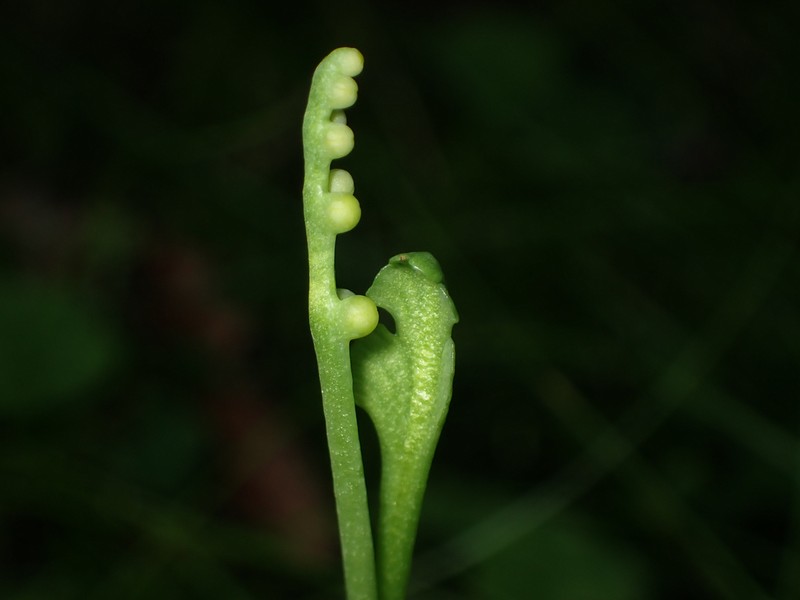 Botrychium tenebrosum