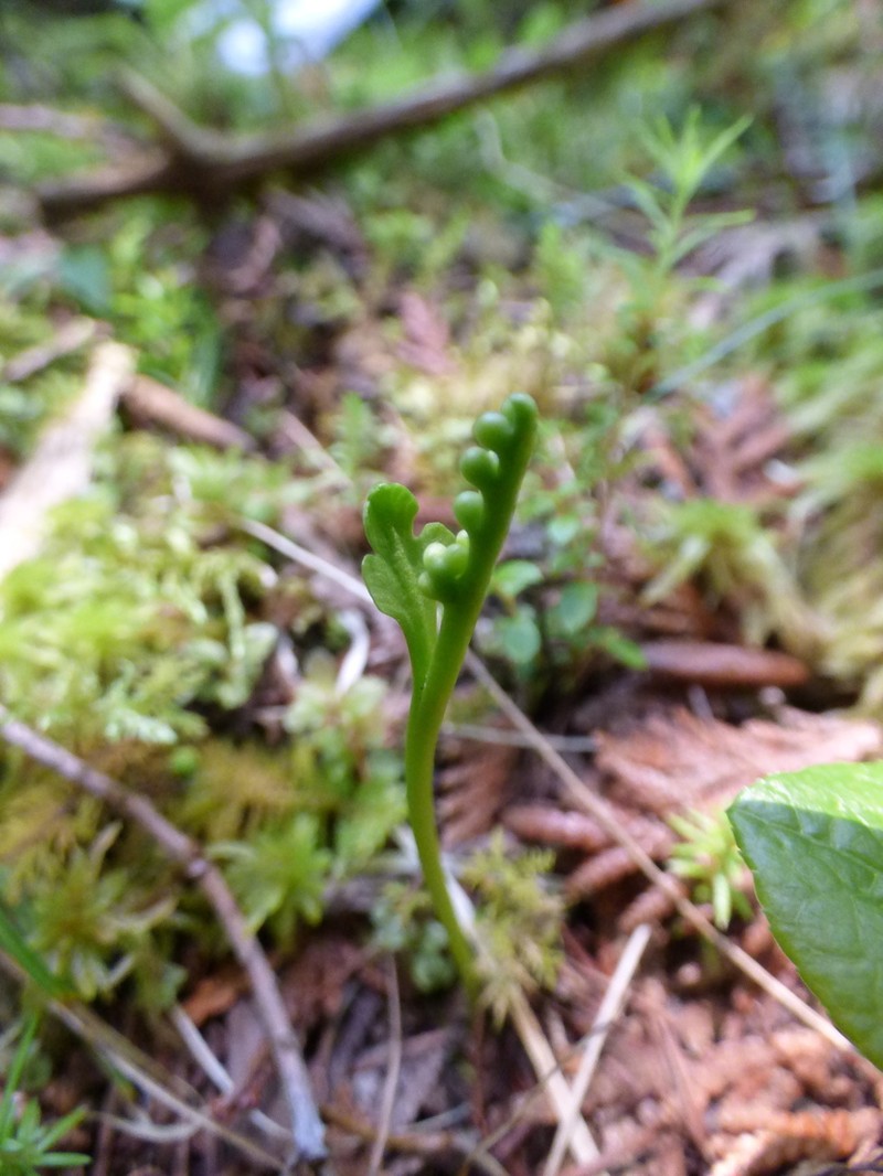 Botrychium tenebrosum photo 2