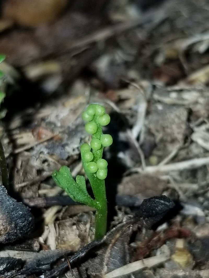 Botrychium tenebrosum photo 3