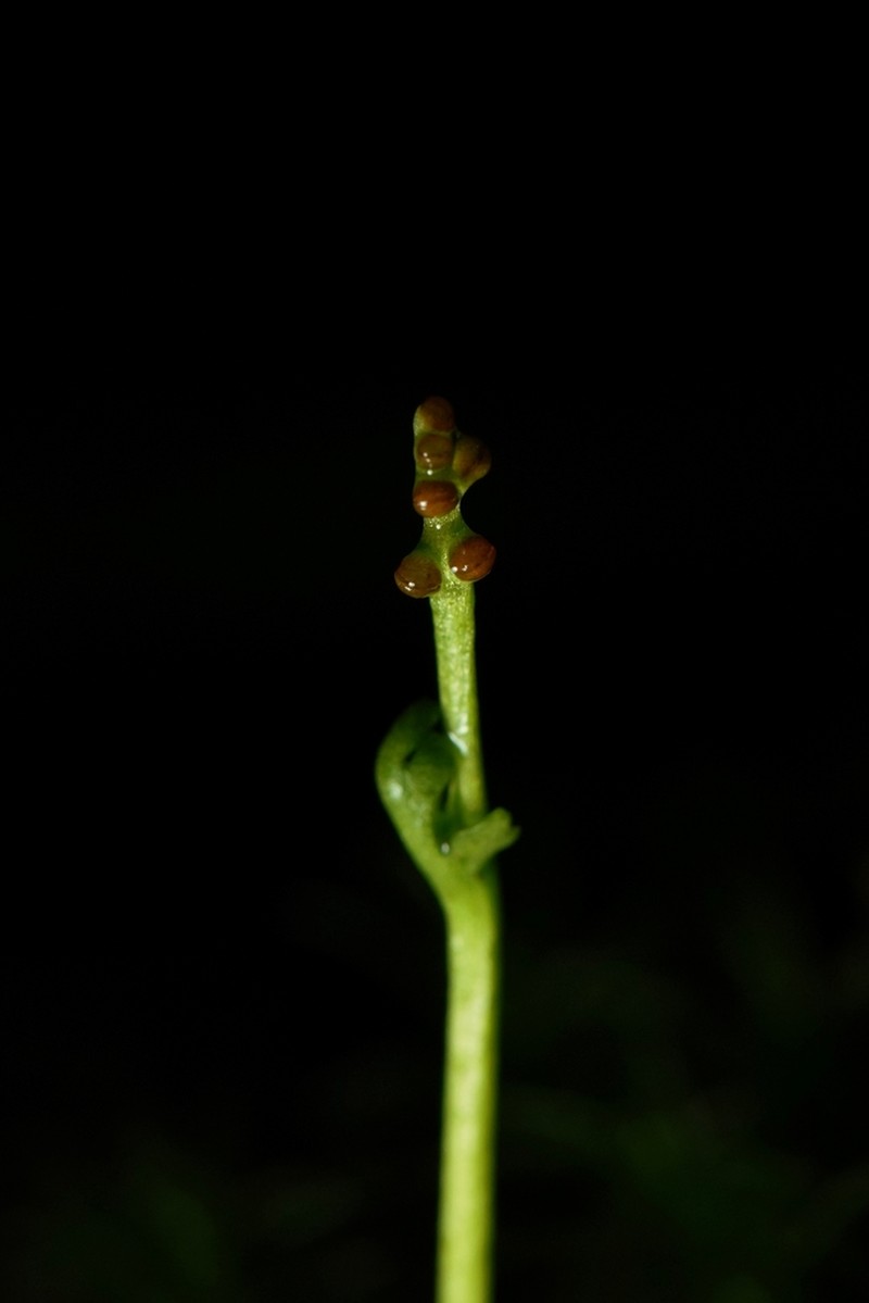 Botrychium tenebrosum photo 4