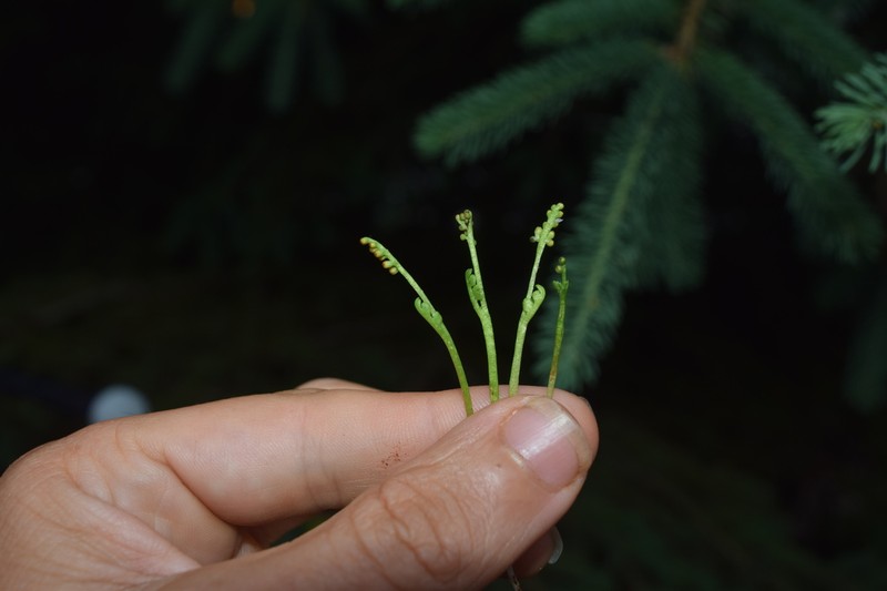Botrychium tenebrosum photo 5