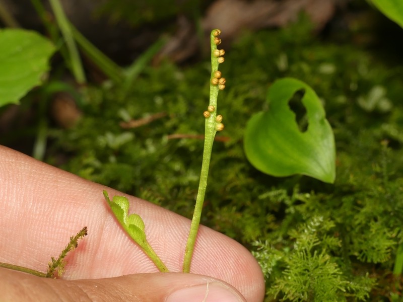 Botrychium tenebrosum photo 6