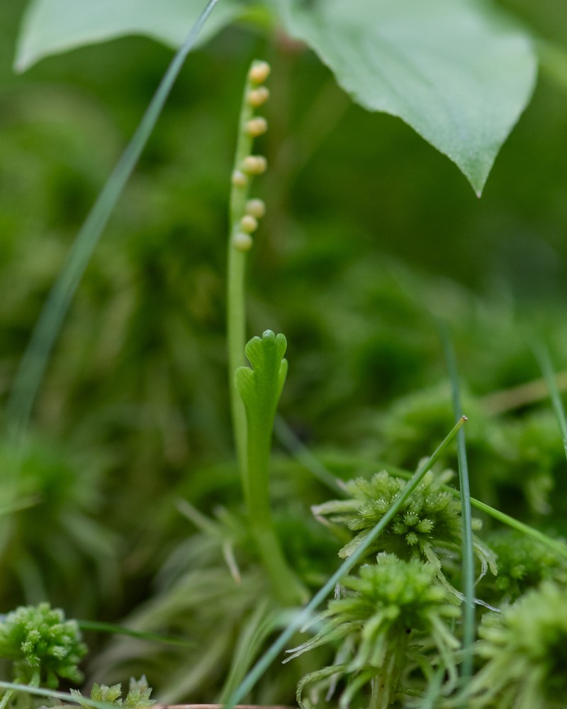 Botrychium tenebrosum photo 7