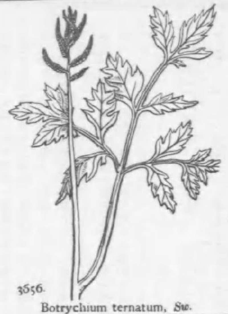 Botrychium ternatum