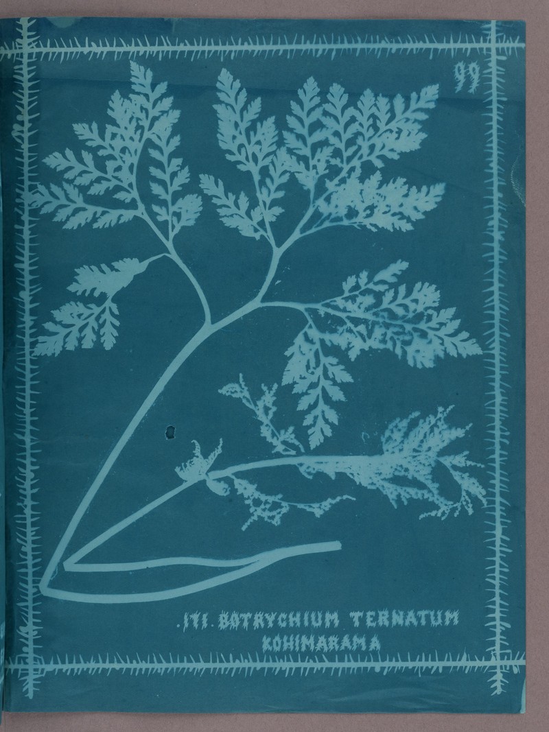 Botrychium ternatum photo 2
