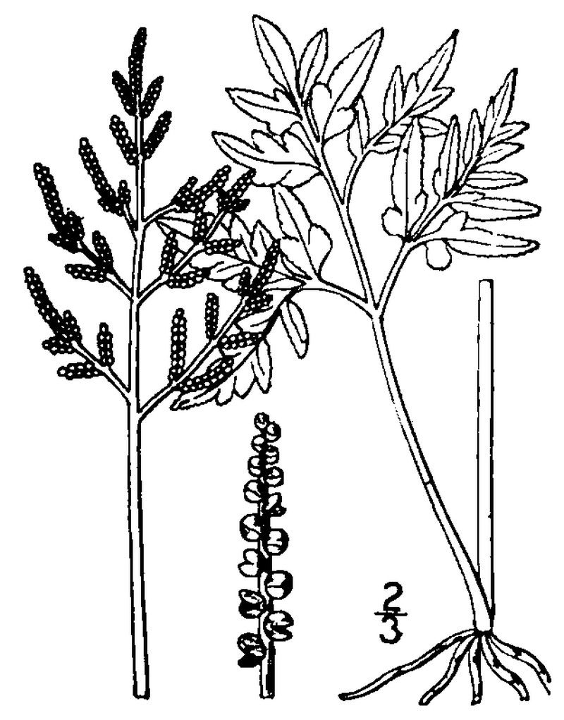 Botrychium ternatum photo 3
