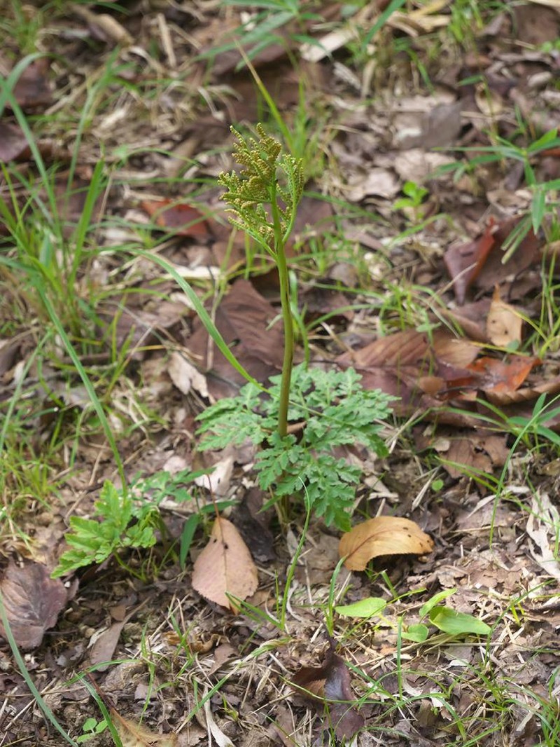 Botrychium ternatum photo 4