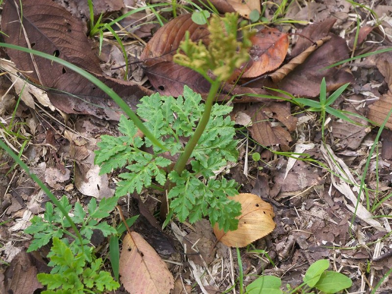 Botrychium ternatum photo 5