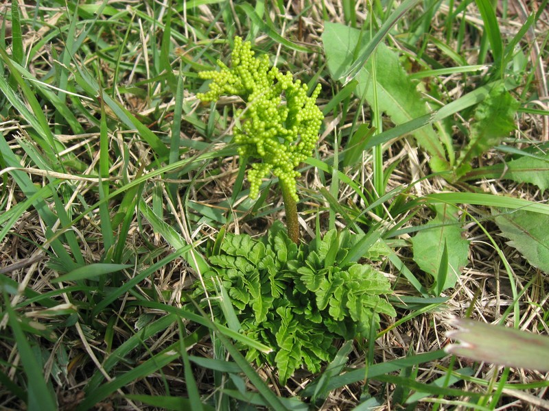 Botrychium ternatum photo 6