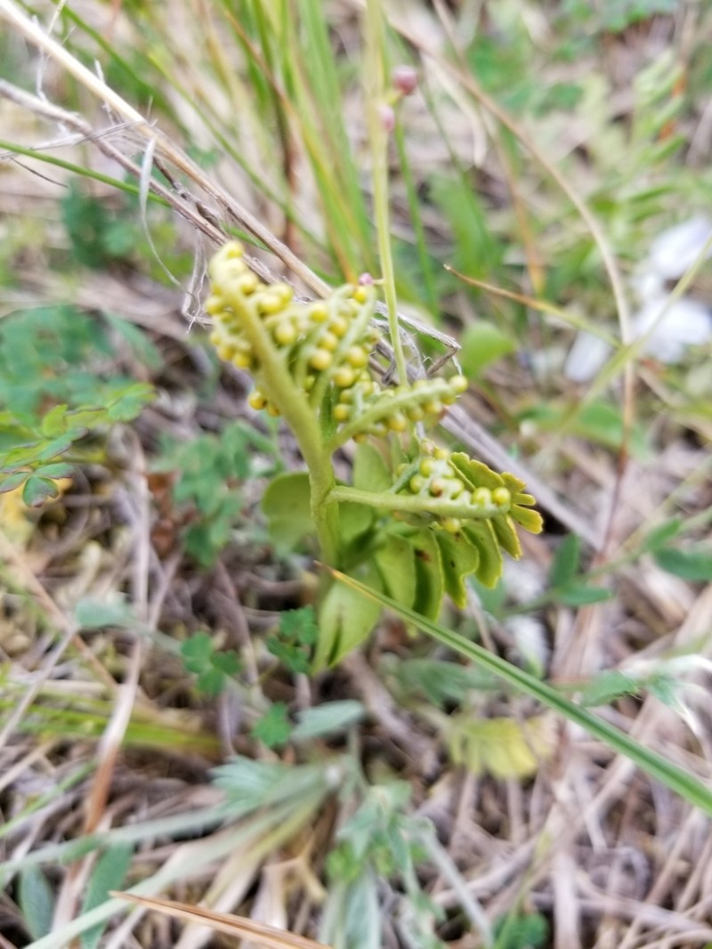 Grapefern photo 2