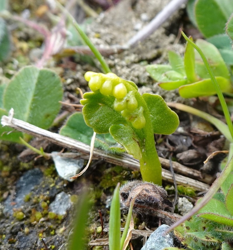 Grapefern photo 3