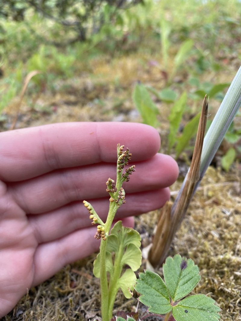 Grapefern photo 5